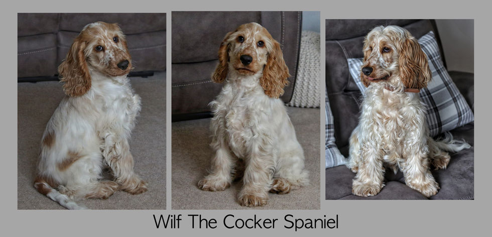 Wilf The Cocker Spaniel.jpg
