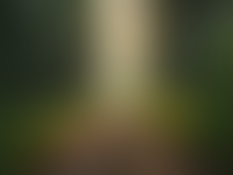 The Healing Power of Forest Immersion