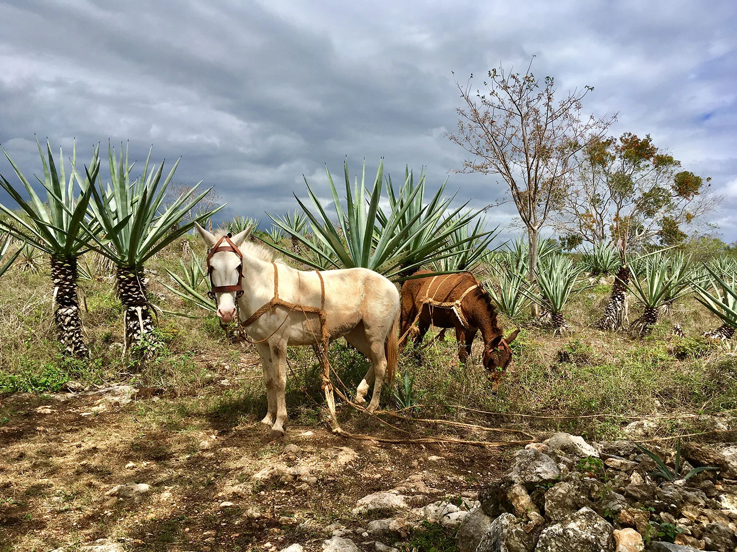 Horses and agave plants in Yucatan countryside en route to Hacienda Santa Rosa exclusive-use corporate retreat estate, Mexico