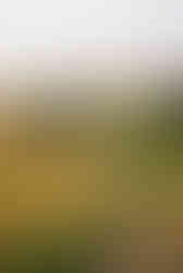 Rustic countryside farmhouse estate in rolling hills with winding dirt road – secluded Georgian wine country retreat venue for intimate exclusive-use corporate offsites