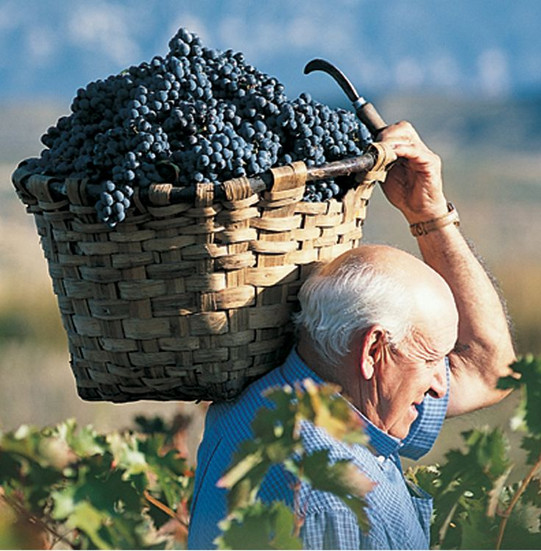 Georgian farmer carrying a basket of freshly harvested grapes during wine harvest season in Kakheti – unique corporate retreat team experience