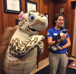 Tango The Sea Turtle