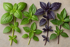 Basil types.png