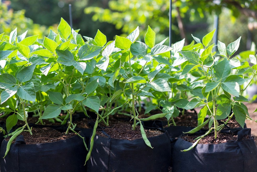 Growing Green Beans in Arizona Containers: Fresh Picks from Patio to Plate