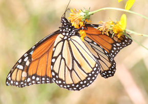 Monarchs Are Moving Through Arizona, and a Scottsdale Tagging Morning Lets Anyone Help Track Them