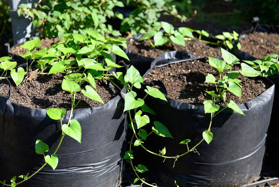 Growing Sweet Potatoes in Arizona Containers: A Surprisingly Easy Desert Crop