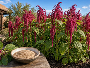 Growing Amaranth in Arizona Heat: Leafy Greens and Tiny Grains
