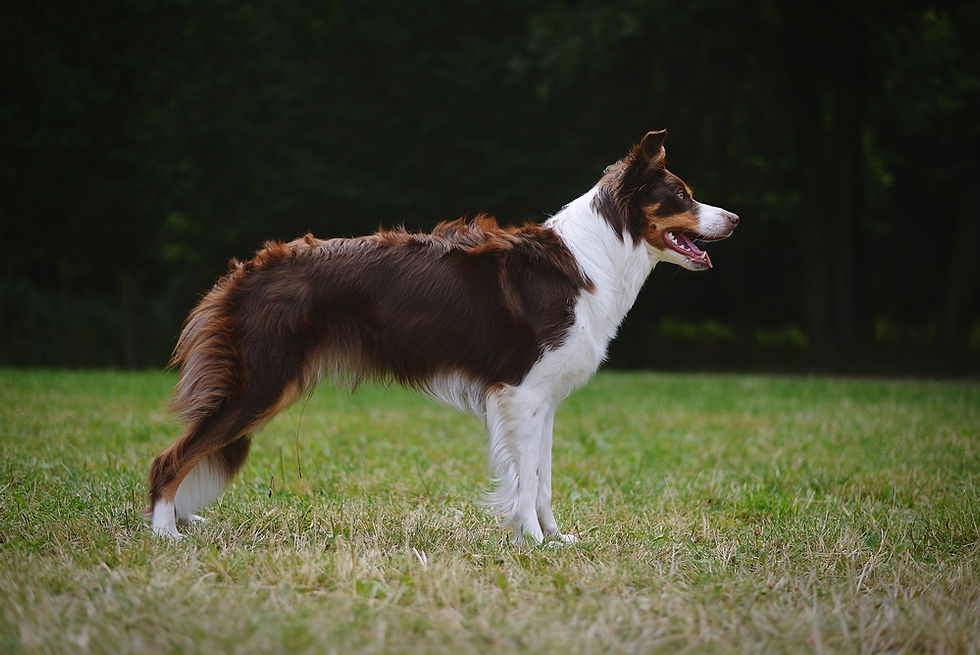 3.7 yo