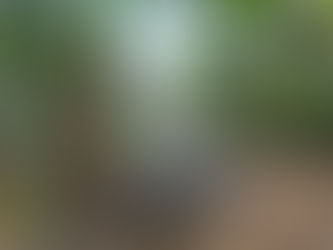 Merintis Berkebun di Bojong Honje Bogor