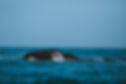 025A5499_BrydesWhaleFeeding.jpg