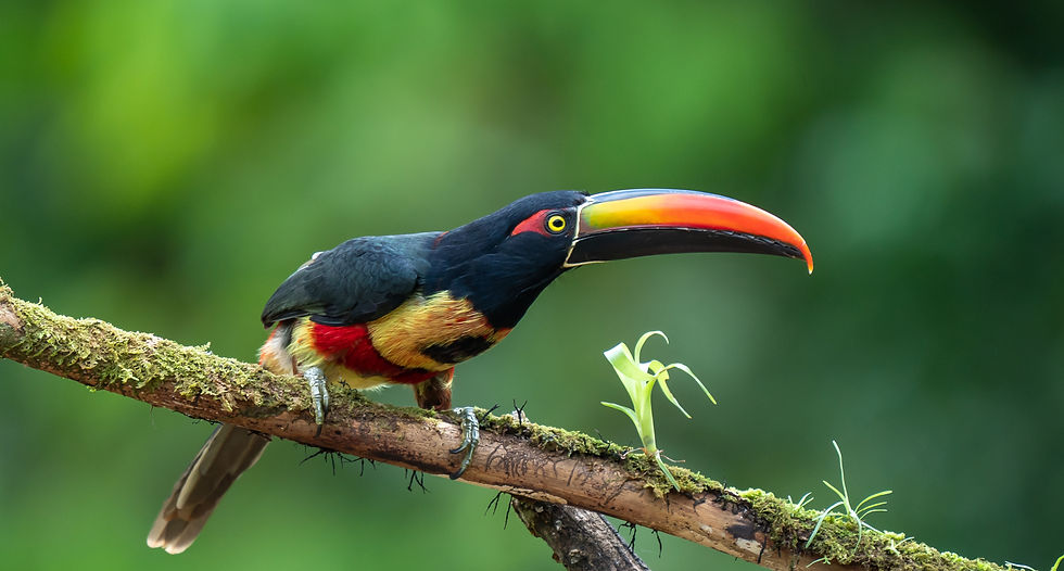 Fiery-billed Aracari - Pteroglossus frantzii is a toucan, a near-passerine bird It breeds