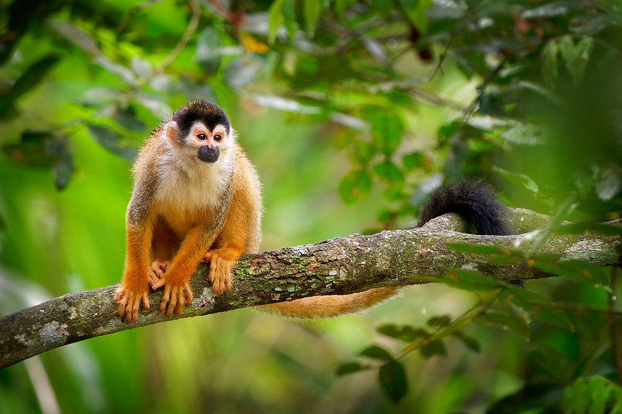 Central American squirrel monkey - Saimiri oerstedii also red-backed squirrel monkey, in t
