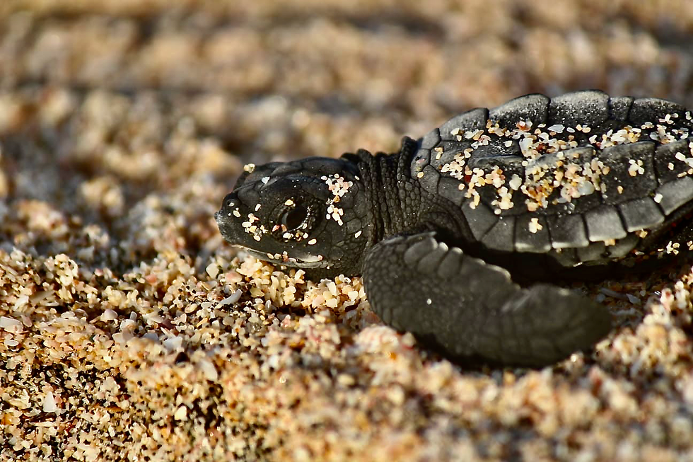 WhatsApp Image 2020-10-03 at 9.09.58 PM