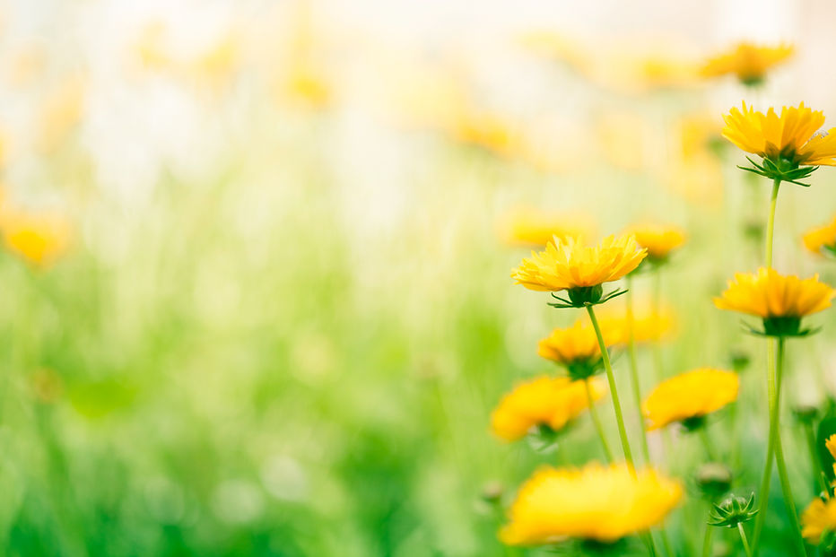 iStock-532833393.jpg