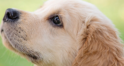 Cute Puppy_edited.jpg