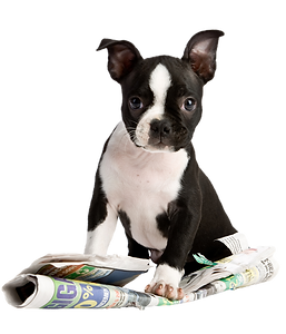 Puppy Play_edited.png