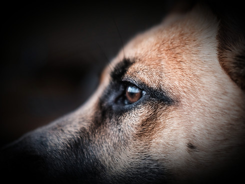 Dog Profile on dog breeder website