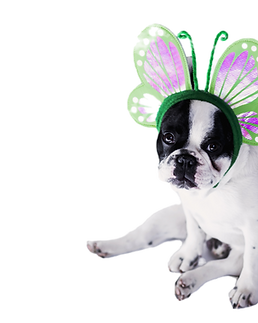 Dog Dressed as Butterfly_edited_edited.png