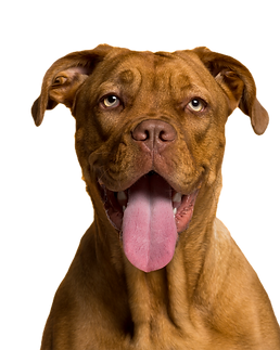 Dog's Portrait _edited_edited_edited.png