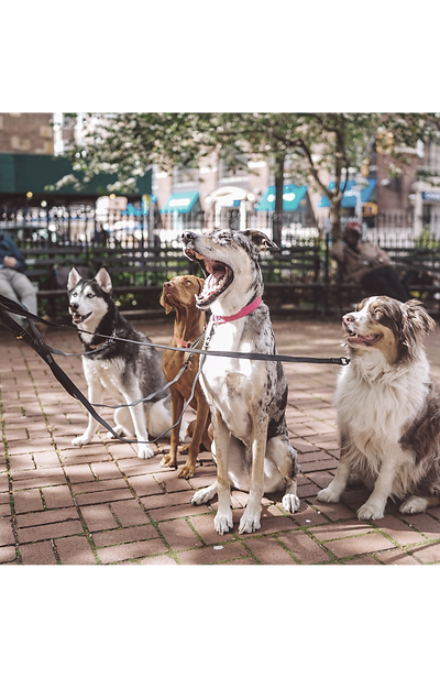 Dogs with Dog Walker