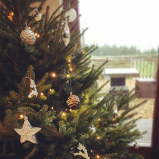 eco christmas.JPG