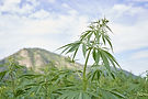 vecteezy_lush-green-cannabis-plant-in-front-of-mountainous-landscape_55278273.jpg