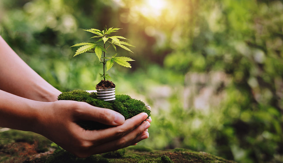 vecteezy_plant-growing-on-hand-with-sunshine_7951022 (1).jpg