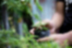 vecteezy_hand-holding-cannabis-plant-in-farm_2678235.jpg