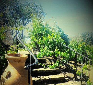napa valley