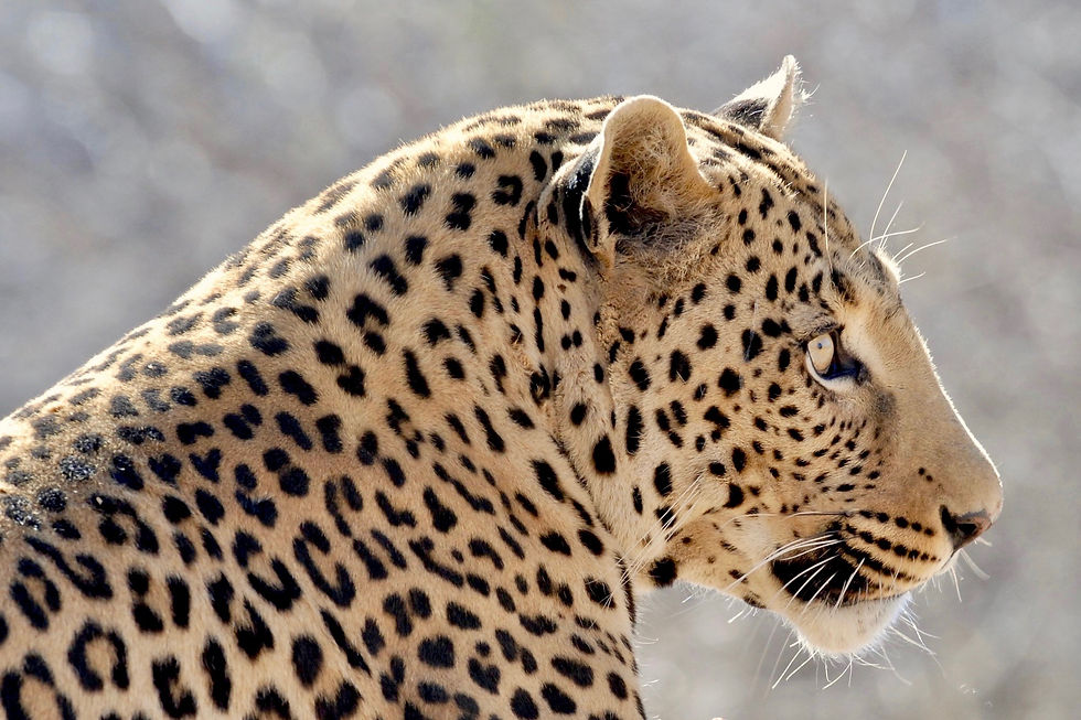 Leopard