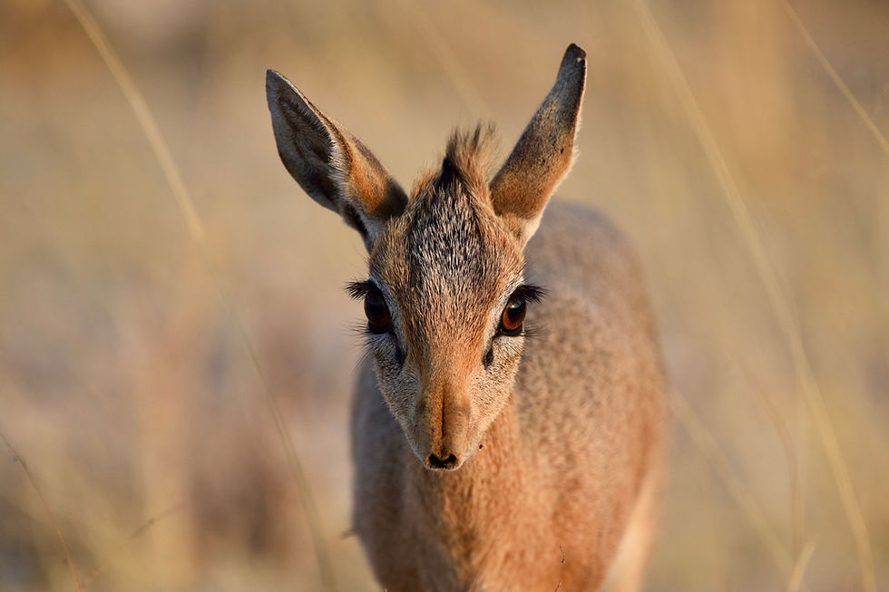 Damara Dik Dik