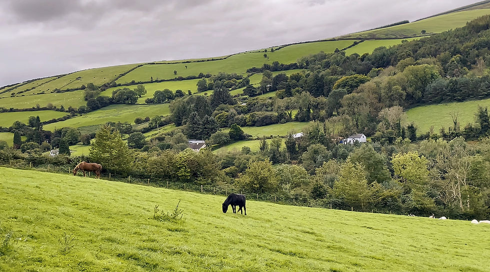 Zwei Pferde grasen auf einer saftig grünen Wiese beim wandern am wicklow way, vor einem hügeligen, bewaldeten Hintergrund, unter einem bewölkten Himmel.