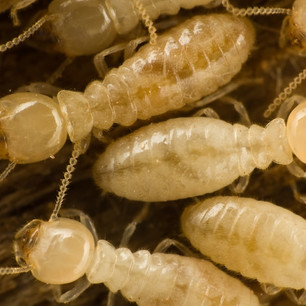 subterranean-termites.jpeg