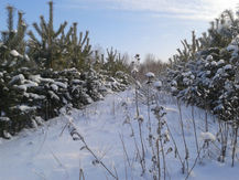 В Минюсте зарегистрирован типовой договор аренды лесного участка