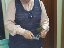 Проведен фитопатологический анализ образцов сеянцев хвойных пород