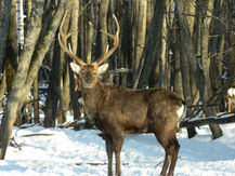 На территорию Лунинского района завезено 85 особей европейского благородного оленя
