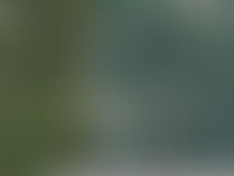 Проведение акции «Всероссийский день посадки леса»