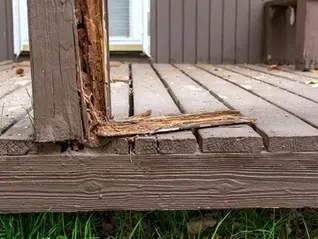 It's Pest Season. Exterior Painting Can Actually Help