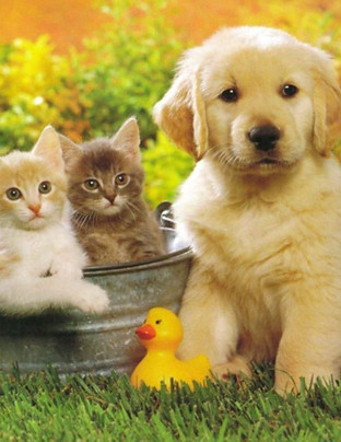 PETS.jpg