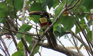 AMAZON´S BIRDS (106).JPG