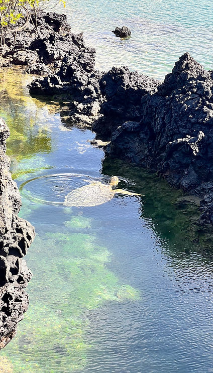 Rana Tours / viajes a Galápagos · tour Galápagos · circuito Galápagos · viaje organizado Galápagos · Islas Galápagos · viaje Ecuador y Galápagos · Galápagos todo incluido · viaje a medida Galápagos · Galápagos de isla en isla · viaje Galápagos sin crucero.