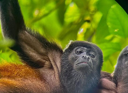 Kostarika · poznávací zájezd do Kostariky · Panama · Bocas del Toro · Tortuguero · Río Celeste · Corcovado · Marino Ballena · pozorování velryb · sopka Arenal · termální prameny · Monteverde · mlžný prales · visuté mosty · lenochodi · tropický deštný prales · exotická zvířata · biodiverzita · národní parky · karibské pláže · dobrodružství · Pura Vida · zájezd s českým průvodcem · český průvodce po Kostarice