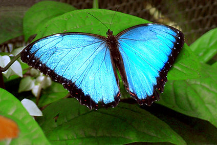 Amazonas / Rana Tours Colombia / Viaje Colombia & Panamá: Aventura