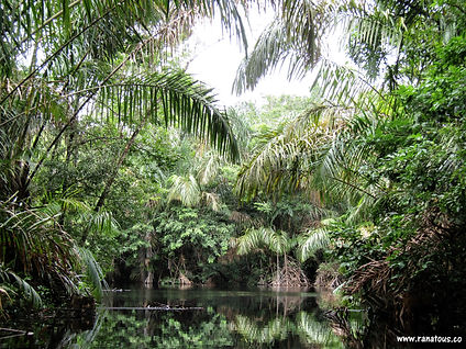 Tortuguero-canal.jpg