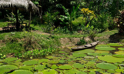 Amazonas / Rana Tours Colombia / Viaje Colombia & Panamá: Aventura