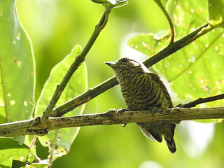 AMAZON´S BIRDS (15).jpeg