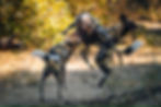 wild-dog-playing-south-luangwa-zambia-timbuktu-travel.jpg