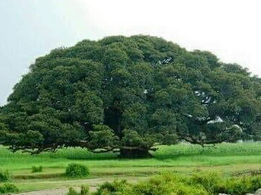 ገረብ መንገዲ