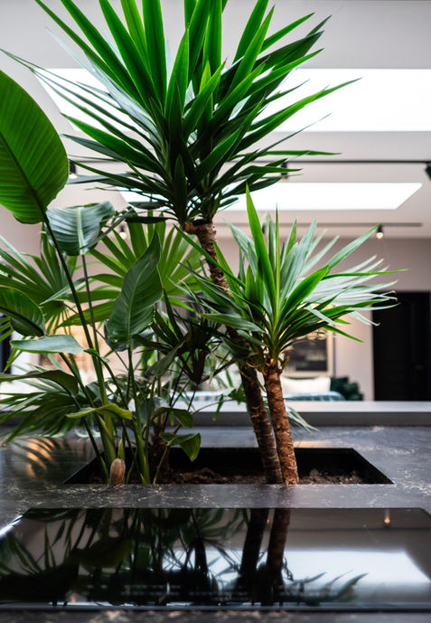 Tropical plants in the Next125 kitchen island planter at Orchard House, Yarm UK, bathed in light from huge skylights.