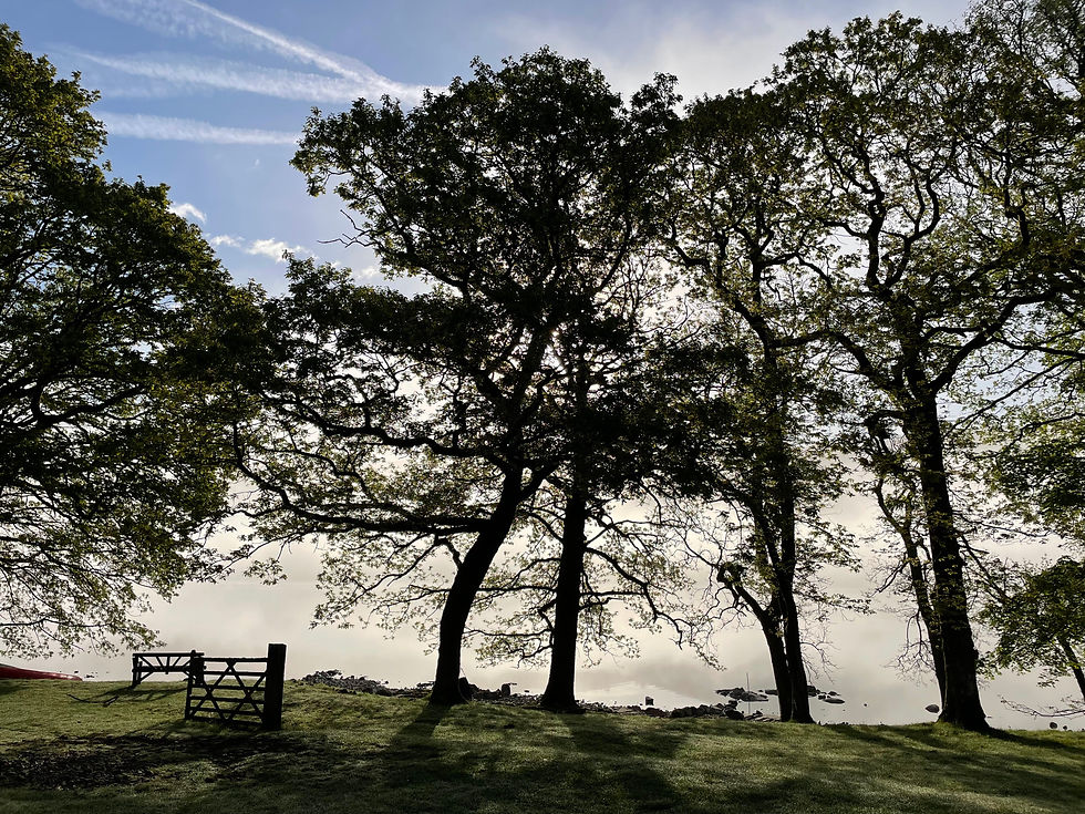 Trees in mist 2
